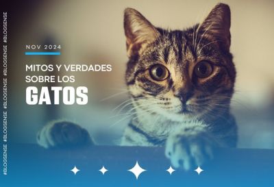 Mitos y verdades sobre los gatos